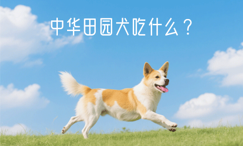 中华田园犬吃什么？中华田园犬幼犬如何喂养？