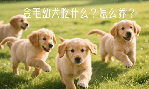 金毛幼犬吃什么？金毛幼犬如何饲养？