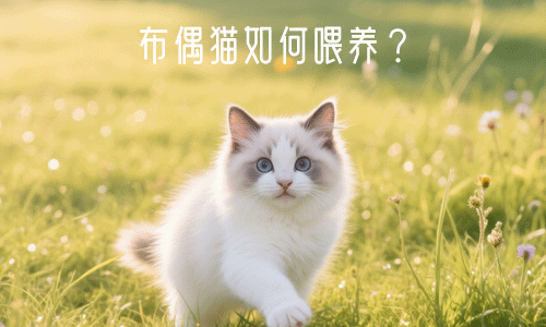 布偶猫如何喂养？布偶猫幼猫饲养经验分享