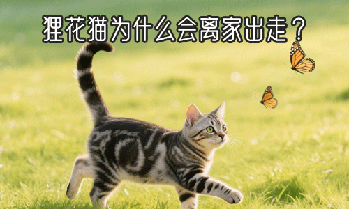 狸花猫为什么会离家出走？有可能是它弃养你了。