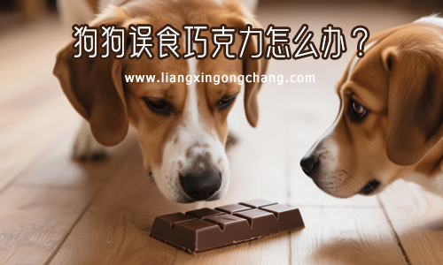 狗狗为什么不能吃巧克力？宠物狗误食巧克力多少会致死？