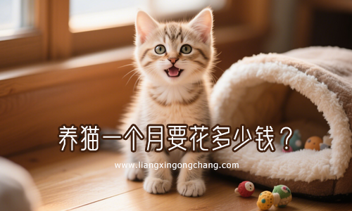 养一只猫需要哪些必备品？养一只猫一个月要花多少钱？