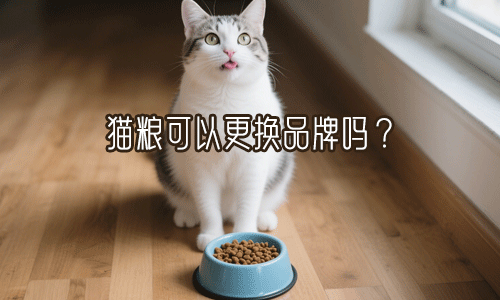 猫粮可以更换品牌吗？什么情况下必须更换猫粮？一文讲解清楚