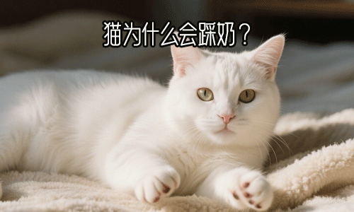 猫咪为什么会踩奶？猫咪踩奶是什么意思？