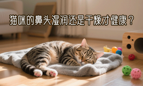 猫咪的鼻头湿润还是干燥才健康？详解猫咪鼻子的干湿状态与影响