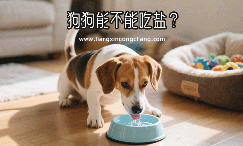 狗狗到底能不能吃盐？答案是能吃，但要低盐而不是无盐