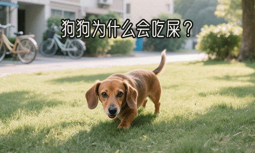 狗狗为什么吃屎？发现狗狗吃粪便应该如何面对跟处理？