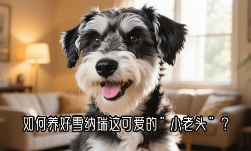 雪纳瑞的饲养指南，如何养好雪纳瑞这可爱的”小老头”？