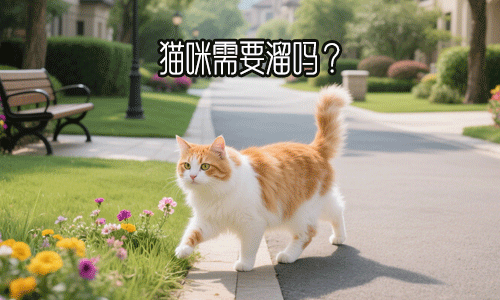 猫咪需要溜吗？答案是需要适量室外活动，但因猫而异