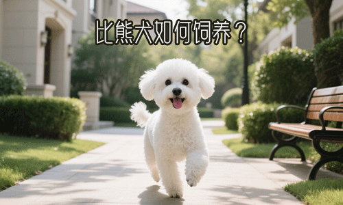 比熊犬如何养？新手饲养比熊狗狗的注意事项