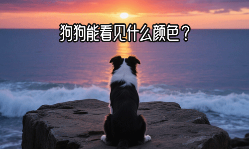 狗狗能看见什么颜色？如何给狗狗选择合适颜色的玩具？